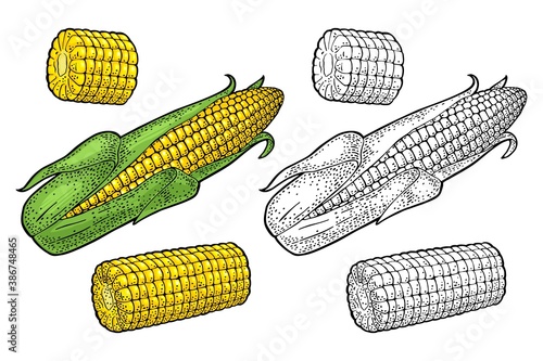 Ripe corn cob with and without leaves. Vector color vintage engraving