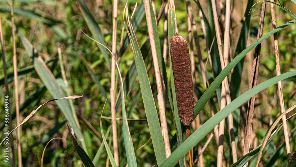 reeds in the water