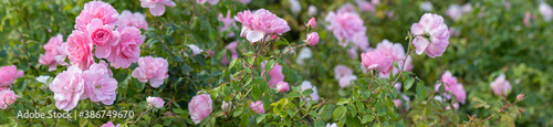 close-up of a pale pink rose in a Park  selective focus