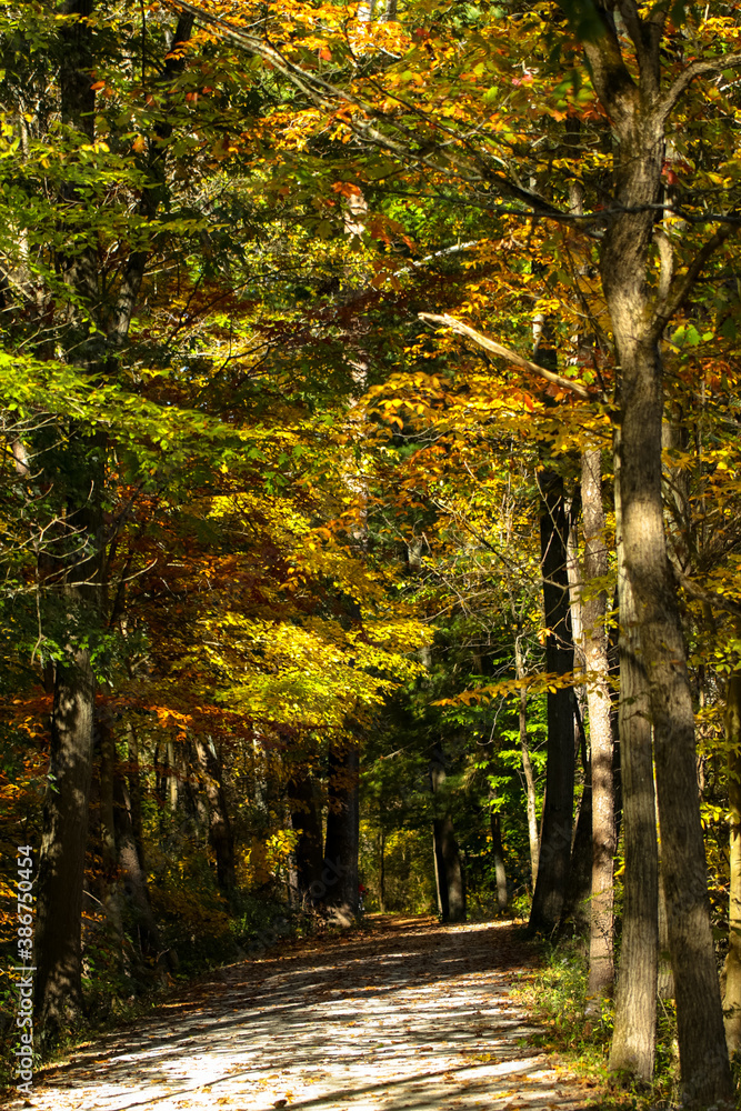 Fototapeta premium path in autumn forest