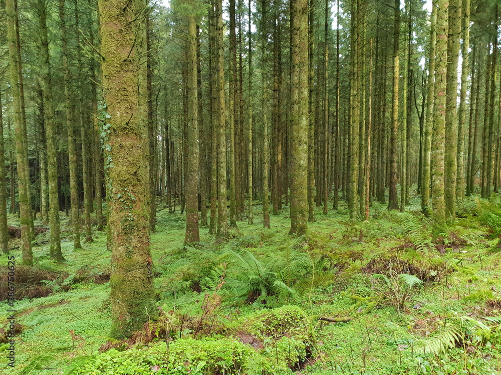 Obraz premium trees in the forest