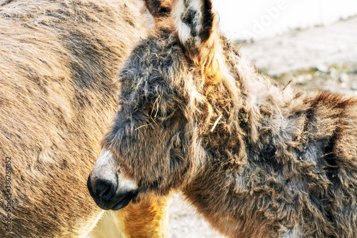 Mother donkey and baby newborn foal in a field,