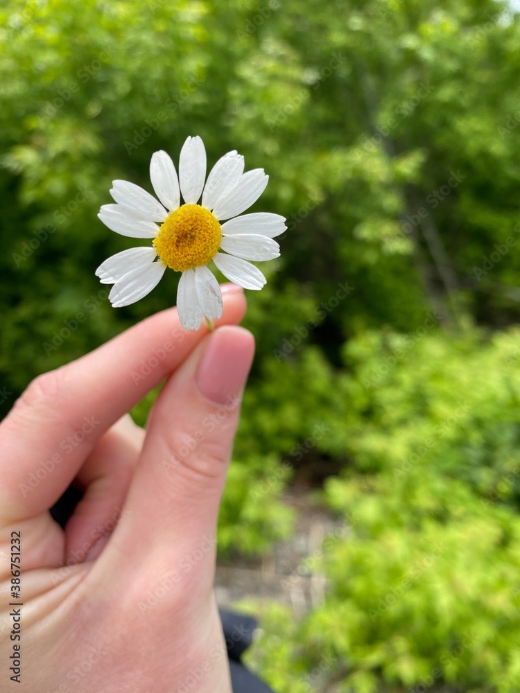 daisy in hand