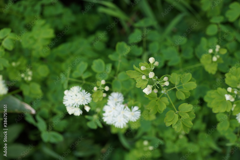 白い花 高山植物 花 山草 白馬 白い花 高山植物 花 山草 白馬