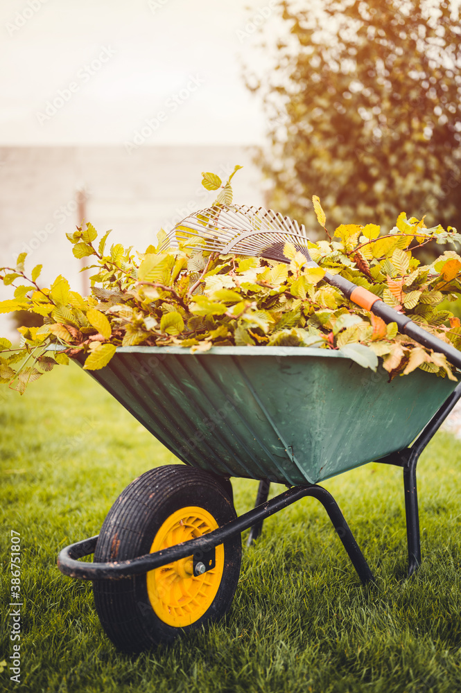 Final garden work of autumn. Green wheelbarrow in the garden. Garden wheelbarrow full of dry leafs and branches. Autumn garden theme.