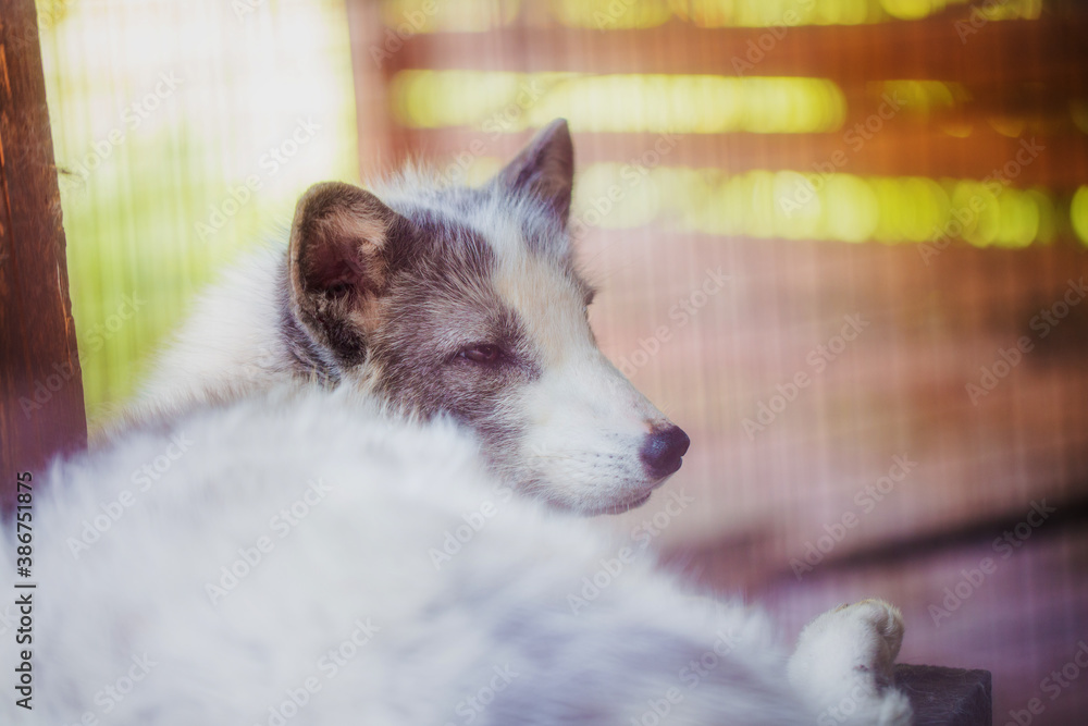 Arctic fox close-up portrait