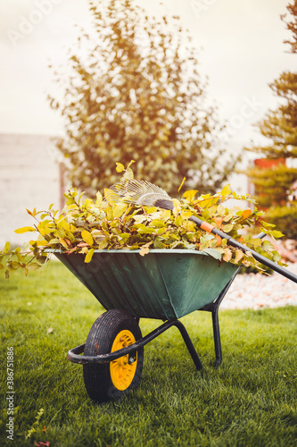 Final garden work of autumn. Green wheelbarrow in the garden. Garden wheelbarrow full of dry leafs and branches. Autumn garden theme.