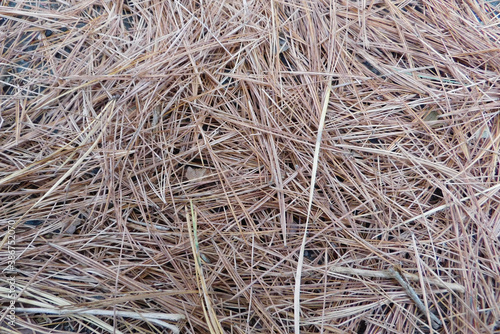 Pine needles texture background 