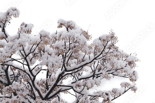 Konstfotografi snowy tree