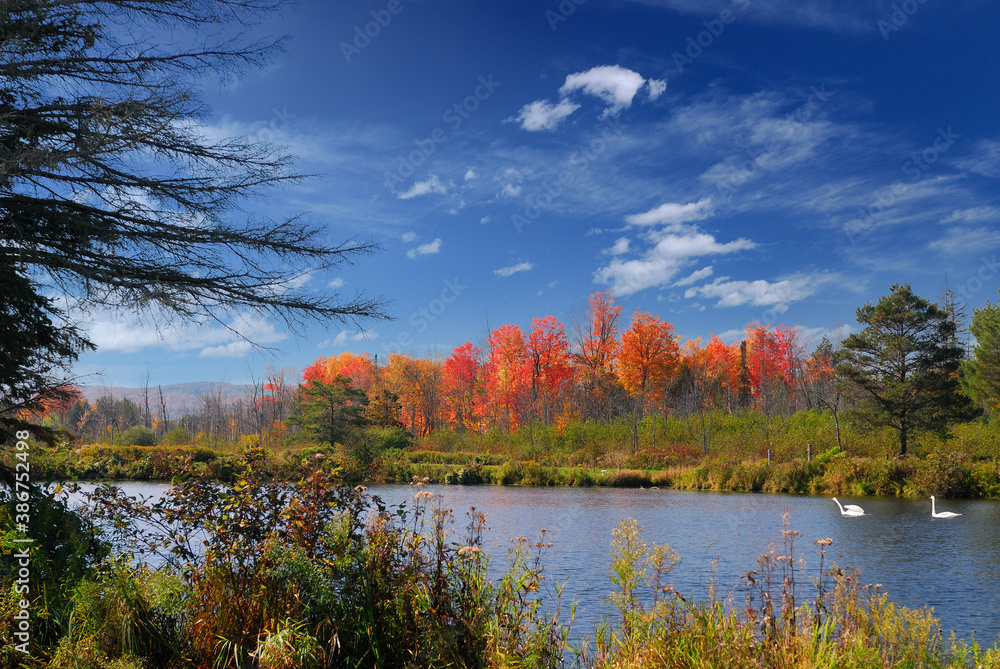 Swans on a pond with Fiery red maple trees and blue sky