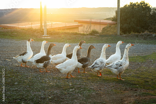 Schilderij op canvas Several geese walking with the sunset in the background