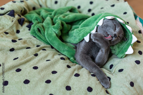 Fototapeta Naklejka Na Ścianę i Meble -  Russian blue cat is resting after a shower. Bathing cats. Green towel with polka dots. Green eyes of a calm kind kitten. Rest and sleep of a domestic cat.