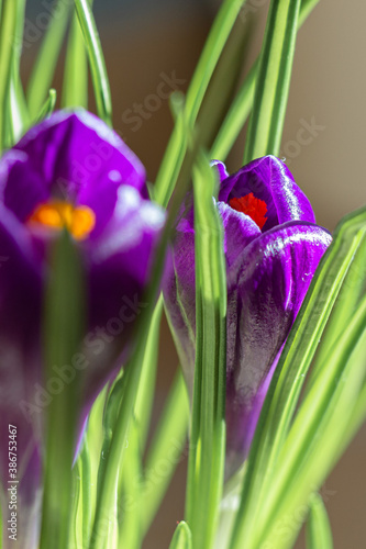 Saffron lilac flowers