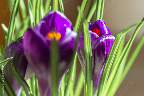 Saffron lilac flowers