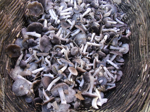 Mushrooms in a wicker basket