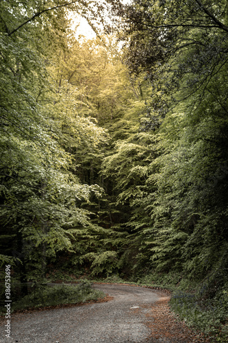 I walk in the middle of a beech forest