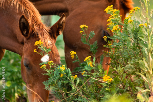 Horses eating grass