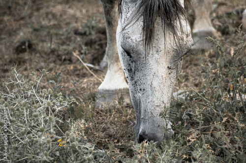 Horse eating grass