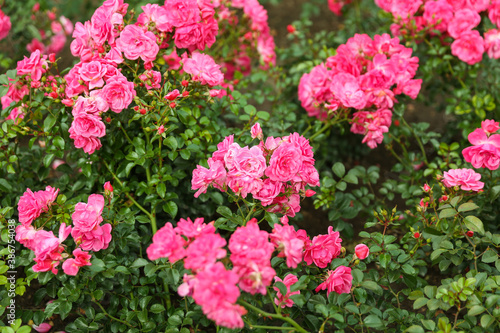 pink rose bush close up