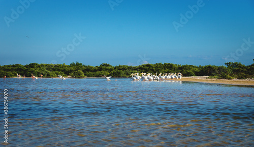 Group of white pelicans and flamingos in the lagoon of Chelem, Yucatan, Mexico