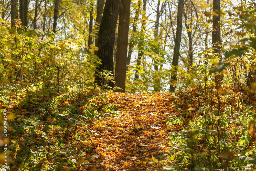 leafy path in autumn forest leafy path in autumn forest