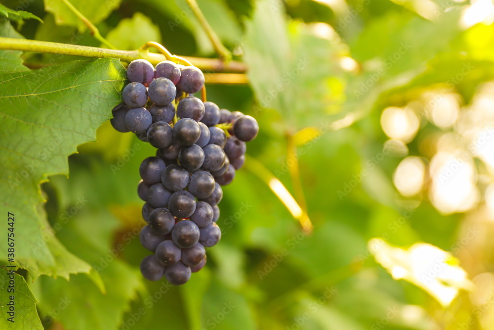bunch of grapes on the background of a vine with sun glare