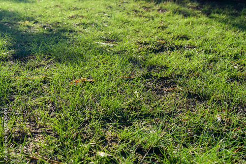 Green grass lawn in the for...