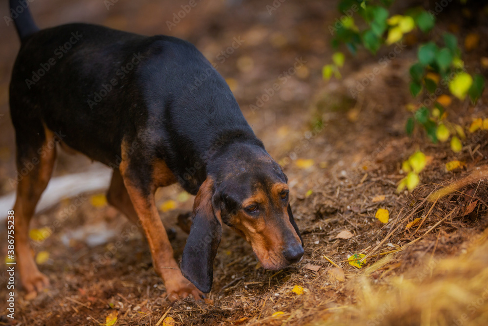 Black and tan hound sniffs grass during summer hunting