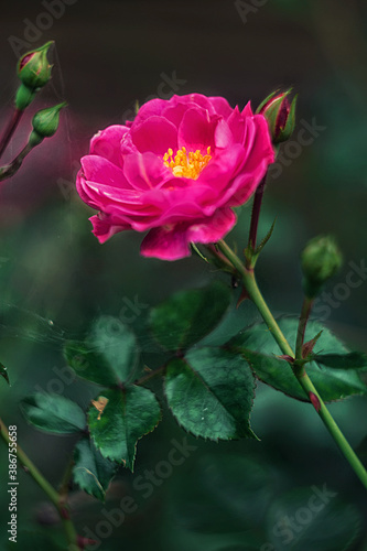 Wallpaper Mural Red pink garden rose on a background of foliage Torontodigital.ca