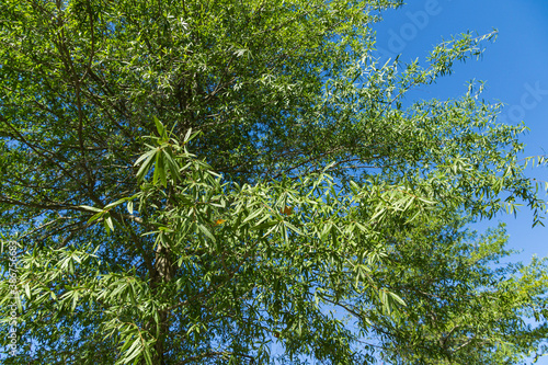 Gorgeous Willow oak (Quercus phellos) green foliage under autumn sun against the background of blue clear sky. Public landscape city park Krasnodar or 'Galitsky park' for relaxation and walking