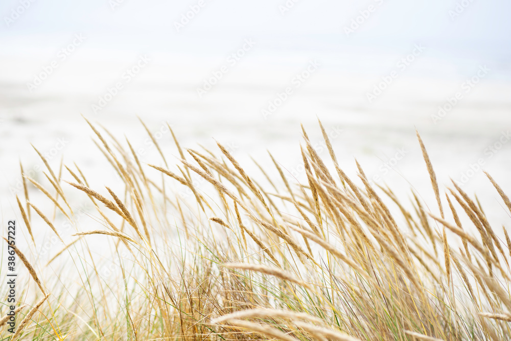 Fototapeta premium golden seagrass 01