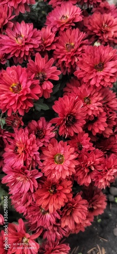 red chrysanthemum flowers © Дарья Бованенко