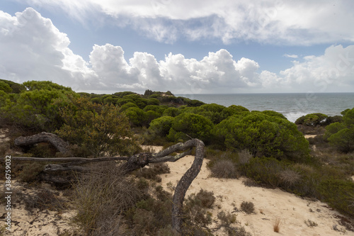 unas vistas de la bella playa de Mazagon  situada en la provincia de Huelva Espa  a.Con sus acantilados pinos dunas  vegetacion y un cielo con nubes