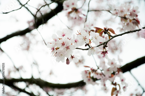 blossom