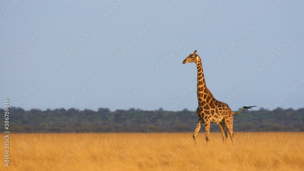 Fototapeta premium Beautiful giraffe in an African Park