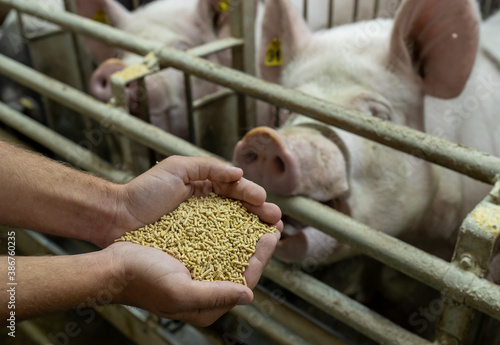 Valokuva Farmer feeding pigs with dry food