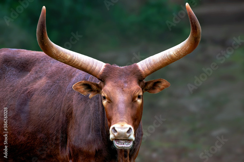 african watusi cow photo