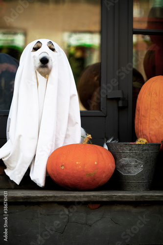 The dog sits like a spooky ghost on the steps with pumpkins Jack, scary and creepy. Halloween ghost, holiday. Vertical photography © Дарья Шуйскова