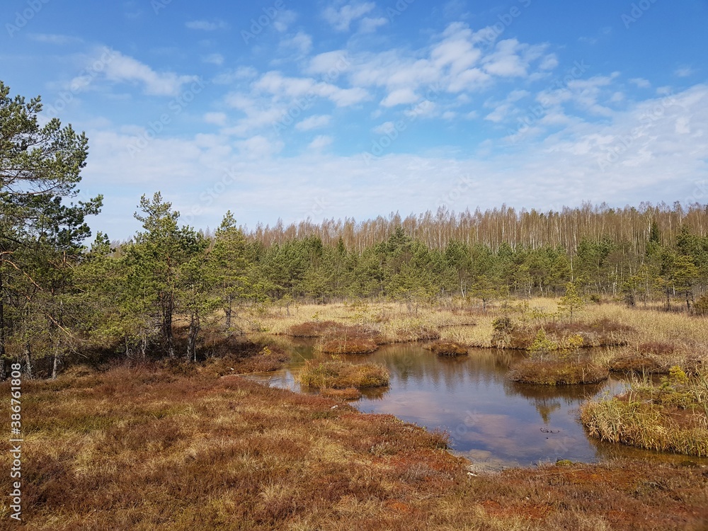 Small swamp on the background of the forest Small swamp on the background of the forest