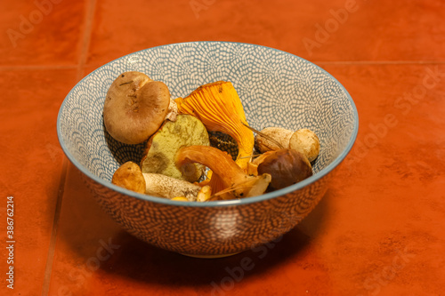Different mushrooms in blue plate, autumn harvest