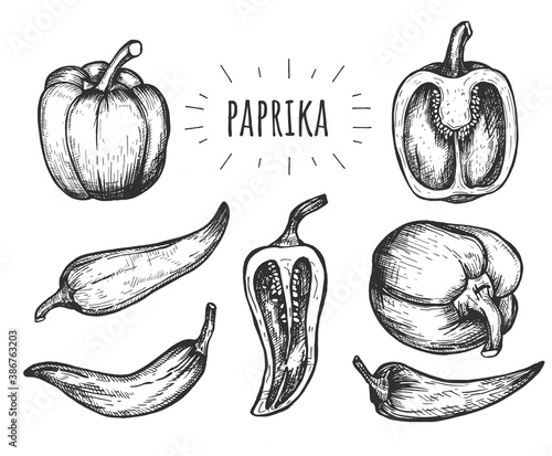 Paprika and chili pepper sketch set