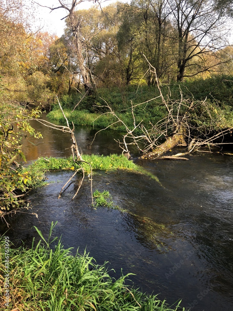 Obraz premium river in the forest