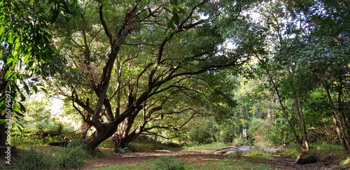 Forest in trees  creek  mary river  australia