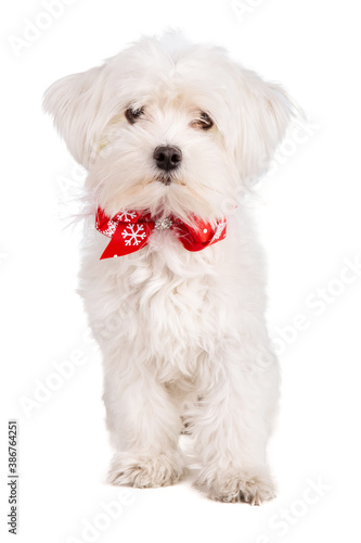 maltese bichon with a bow tie