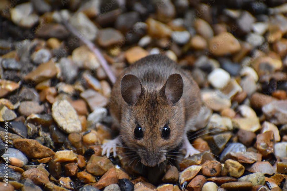 A London mouse UK rat and mice reports infestations have skyrocketed since the start of lockdown leading insurers report Reduced bin collections have led to new food sources for pests at private homes A London mouse UK rat and mice reports infestations have skyrocketed since the start of lockdown leading insurers report Reduced bin collections have led to new food sources for pests at private homes