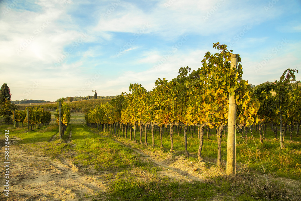 Vigna dopo la vendemmia Vigna dopo la vendemmia