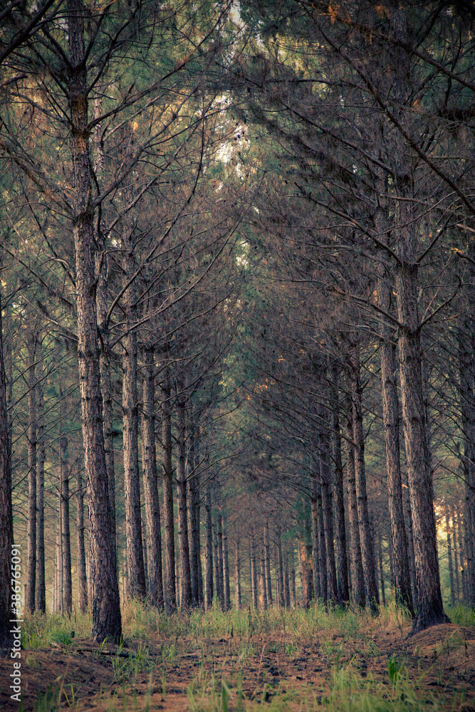 scary forest, pines, plantation, trees, 