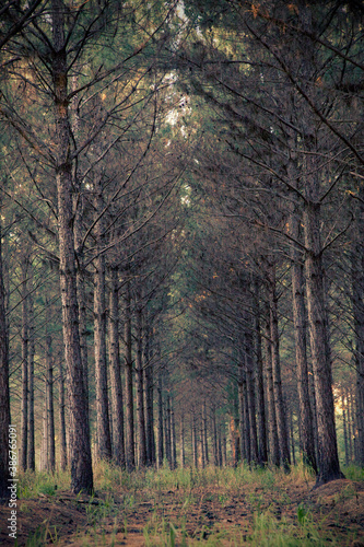 Fototapeta Naklejka Na Ścianę i Meble -  scary forest, pines, plantation, trees, 