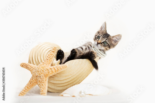 Brown tabby kitten sitting inside of a large conch seashell on top of beach sand, wearing a pearl necklace, with a starfish, ivory background.