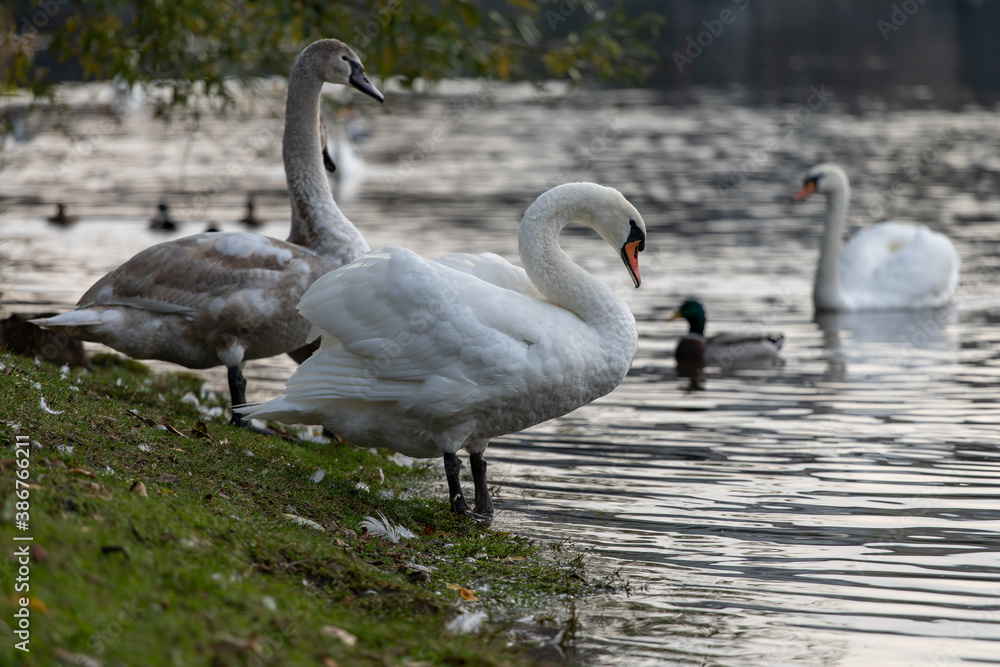wild swan with white feathers and orange beak on the bank of the flowing Vltava river in the center of Prague in the Czech Republic
wild swan with white feathers and orange beak on the bank of the flowing Vltava river in the center of Prague in the Czech Republic